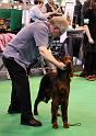 Crufts2010 996